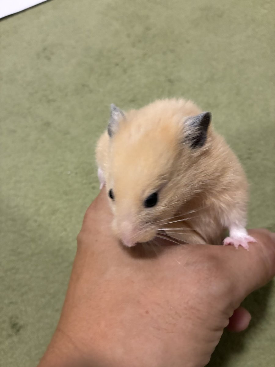 hamuzo3fuji's tweet photo. ハムハムタイム https://t.co/PjhiMZdER5