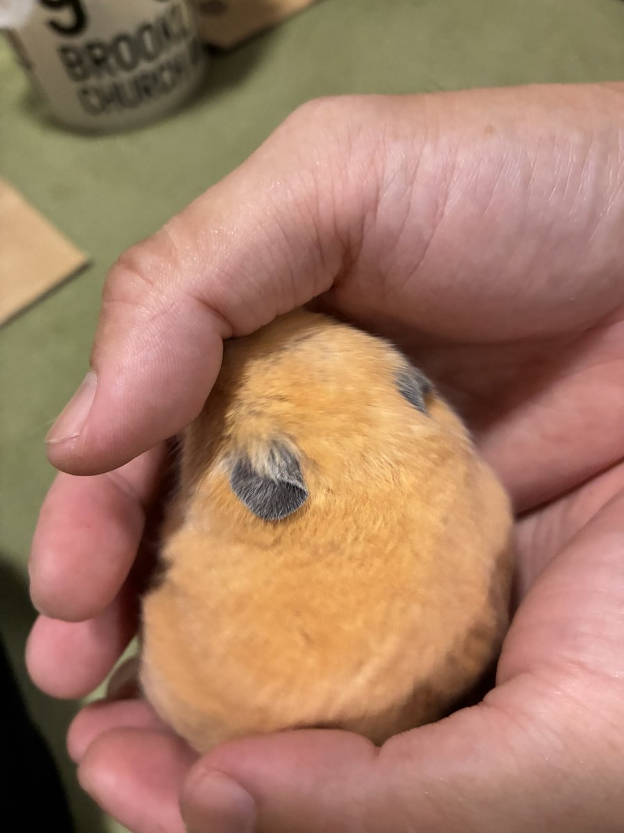hamuzo3fuji's tweet photo. ハムハムタイム https://t.co/PjhiMZdER5