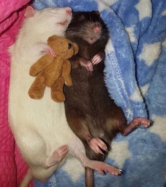 tagyourwho's tweet photo. me and my rat wife all snuggled up having sweet dreams https://t.co/J6STIc0JtN