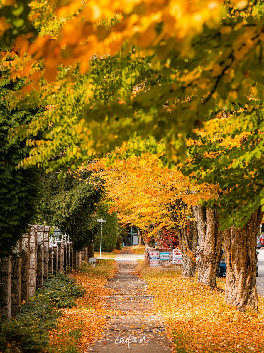 Maaanon14's tweet photo. The first autumn breeze brings crisp air and the sweet scent of osmanthus , my favorite sign of the season! https://t.co/Wo6pTrT0pr