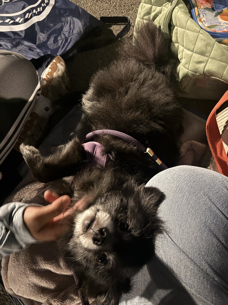dilfxagustd's tweet photo. My merch line buddy 💜 #sofibtsmerchline https://t.co/W1XgH3pd3p
