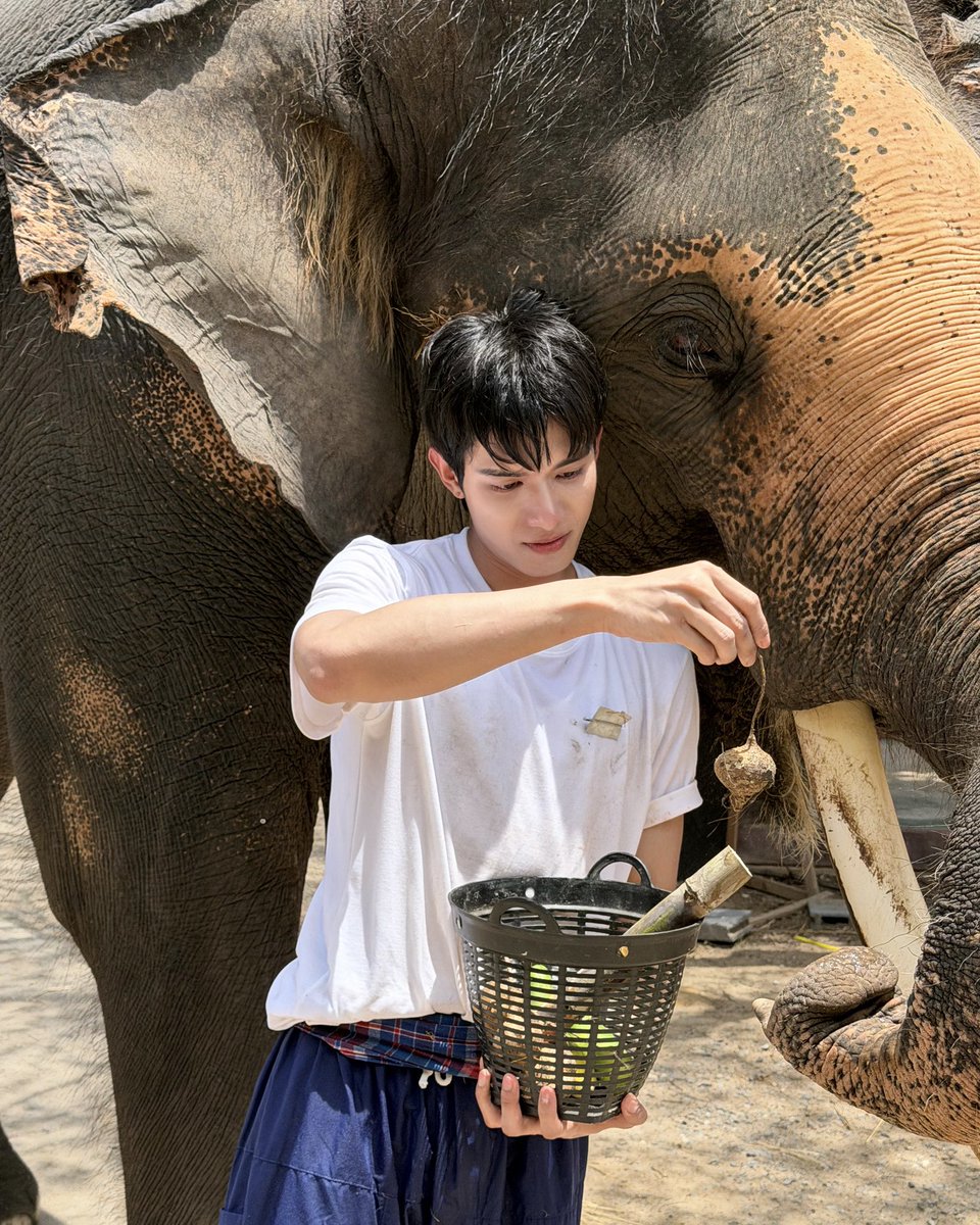 netsiraphop's tweet photo. น้องช้างไอยราซนมากแต่น่ารักให้อภัยครับ 🐘 #netsiraphop https://t.co/GIumw3eXyj
