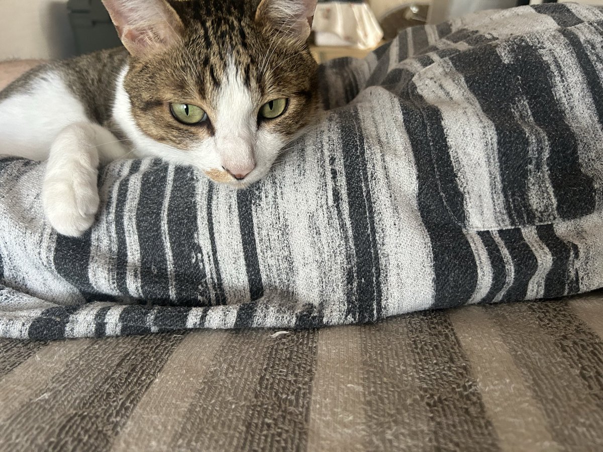 pecori0601's tweet photo. 殿くんを拾ってから
こういうのほんと増えた😊
招き猫🐱 https://t.co/Awg2h7KLiB