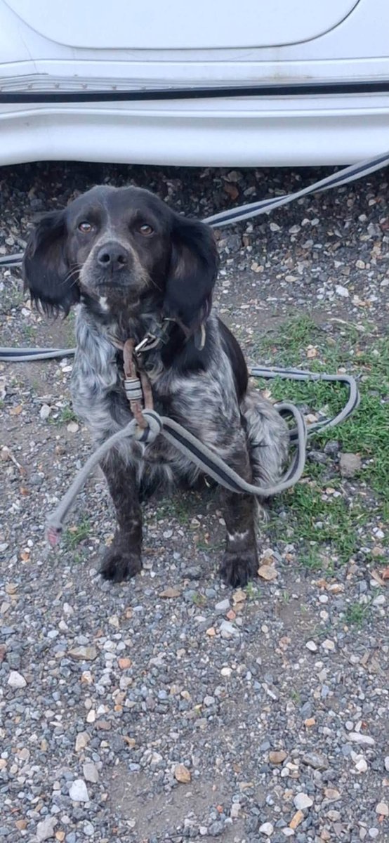 BRINDILLE851's tweet photo. Carine Demaurey
 **TRÈS GRANDE URGENCE DANS LE 94** 
Cette pauvre chienne est actuellement attachée dans une cour, dans de très mauvaises conditions. Elle est maltraitée et les personnes qui la détiennent veulent s’en débarrasser.
Nous avons réussi à négocier un délai jusqu’à **jeudi** pour lui trouver une solution. Passé ce délai, ils ont déclaré qu’ils allaient la faire disparaître. Il faut donc agir très rapidement pour lui éviter le pire.
C’est une chienne adorable, très gentille et douce, qui s’entend bien avec les autres chiens. Elle mérite de vivre dans une famille aimante, en sécurité et au calme.
Nous recherchons en urgence un adoptant sérieux, une famille d’accueil pouvant la prendre en charge. Elle se trouve actuellement dans le **94**.
 Pour toute proposition sérieuse ou partage utile, merci de me contacter rapidement. Chaque minute compte. 
**Merci de partager un maximum afin de lui donner une chance avant jeudi.**
Sms uniquement : 06.17.56.79.65