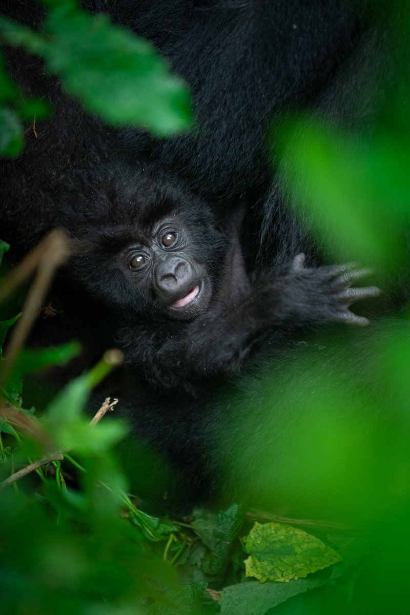 AWF_Official's tweet photo. As Rwanda prepares for #KwitaIzina, the spotlight turns to the mountain gorilla. But conservation success must go beyond species recovery.

It means landscapes where people, wildlife, and economies thrive together — through locally led conservation, sustainable livelihoods, and long-term investment.

Read how Rwanda is helping shape this next chapter: https://t.co/5VCumj4WBg @nsapatric