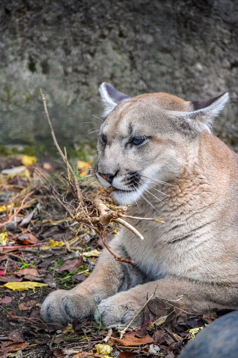 C_Showji's tweet photo. なお、パパも昔たしなんでいたご様子ω
（2019.10.29 盛岡市動物公園ZOOMO ピューマ タフ） https://t.co/ISNnqXHGVW