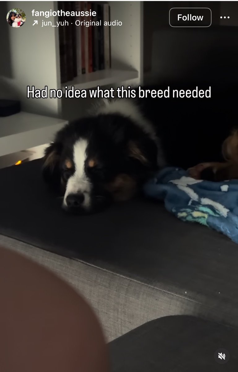 lachancenaomi27's tweet photo. Oh wow you got a dog without researching the breed and ended up fucking him up? No way that’s crazy https://t.co/eA3AgVwPWy