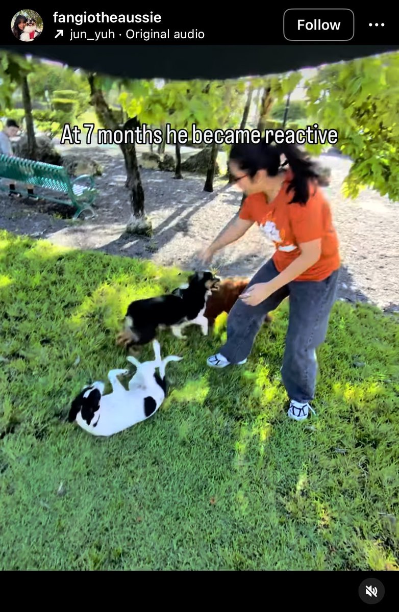 lachancenaomi27's tweet photo. Oh wow you got a dog without researching the breed and ended up fucking him up? No way that’s crazy https://t.co/eA3AgVwPWy