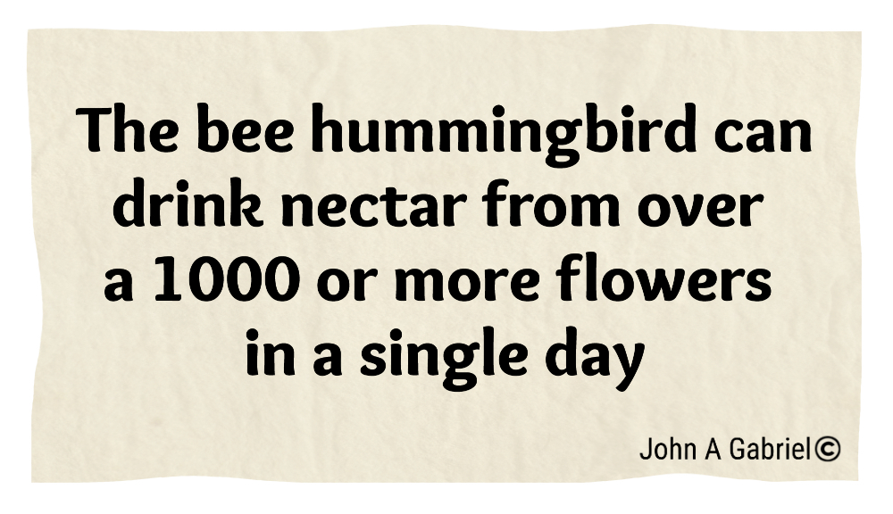 JohnAGab69's tweet photo. The bee hummingbird can drink nectar from over a 1000 or more flowers a day. John Gabriel #birds #nature #saying #maxim #proverb #adage #wisdom #life #amusing #interesting #facts https://t.co/SrdiD3O2fb
