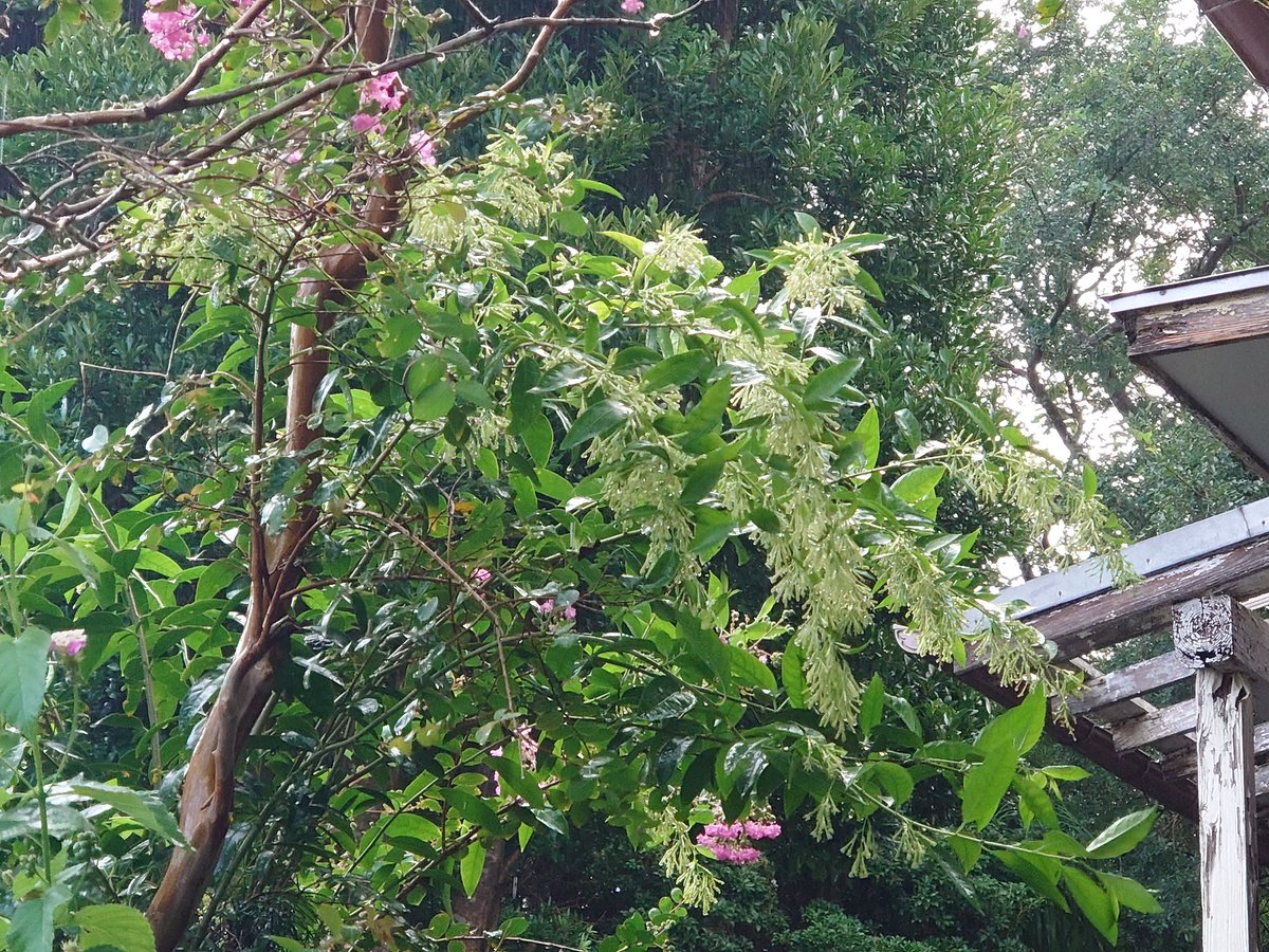 8island4's tweet photo. ナイトジャスミンいい香り😍
サルスベリ満開
ご近所さんの花達ですが私が１番楽しんでる https://t.co/3Ccm8kl2g9