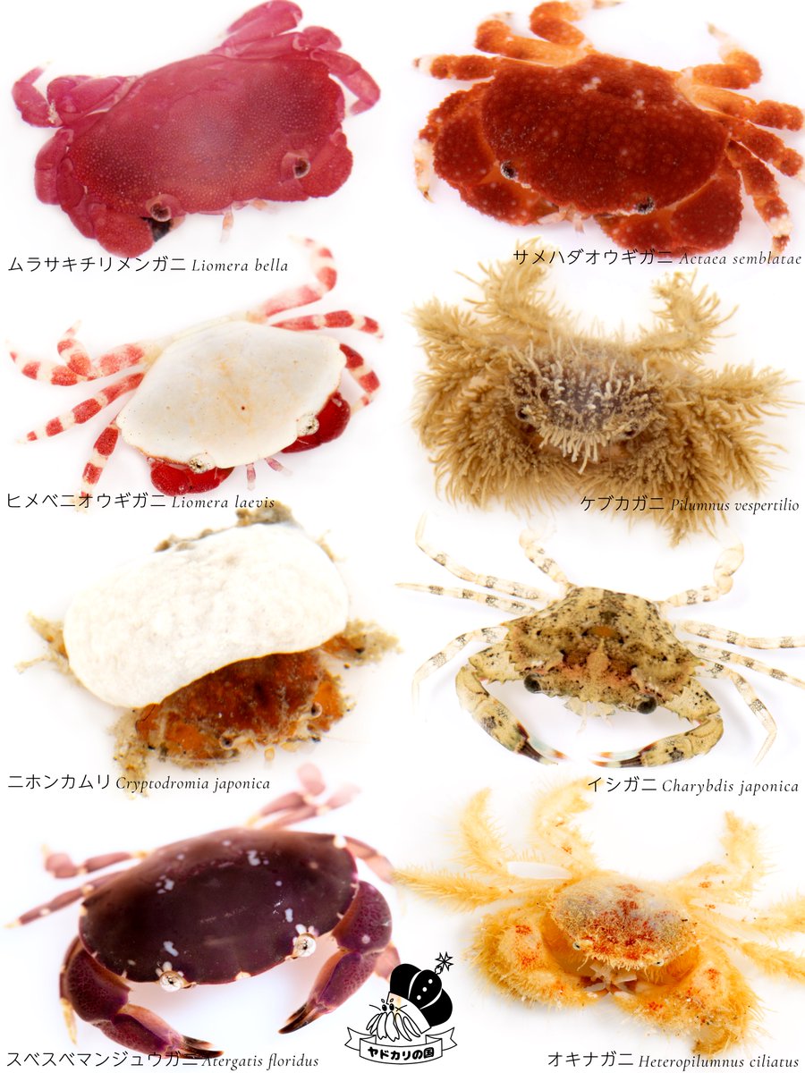 K_theHermit's tweet photo. カニを探しに行ったり飼育したり撮影するのをクラブ活動って呼んでる https://t.co/lmdpVjvOp7