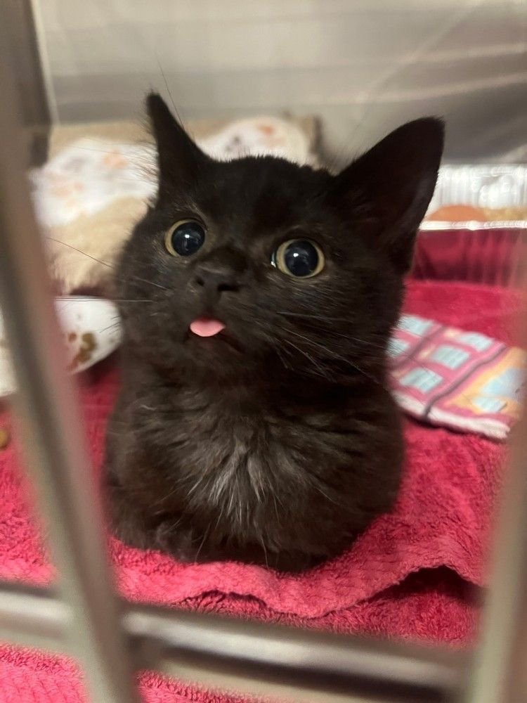 nocontextscats's tweet photo. 😛 https://t.co/izBQNiNbh6