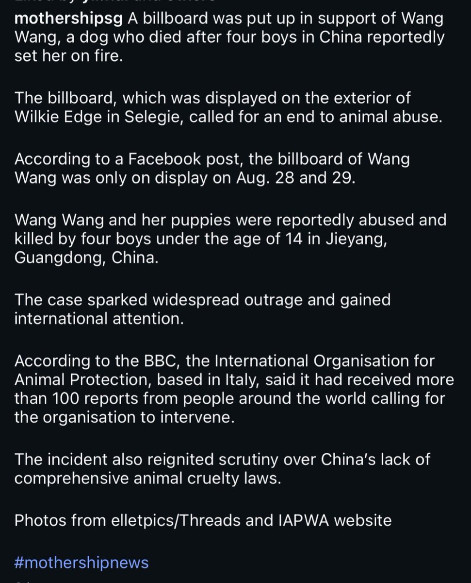 joie_lai's tweet photo. 🇸🇬 Singapore. Thank you mothershipsg! 🙏🏻

#WangWang #旺旺 #JusticeForWangWang #StopAnimalAbuse https://t.co/bXDnvOE9pY
