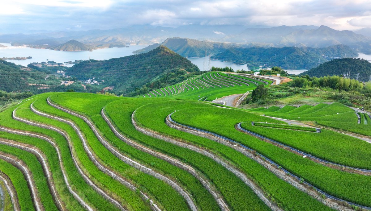 Hangzhou_CHINA's tweet photo. What's the secret to making these rice terraces curl around the hills, one loop after another? 🌾💚
📍 Qingxi village, Qiandaohu town, Chun'an county, Hangzhou
#chunan #hangzhou #chinatravel https://t.co/dfhKw2sa7J