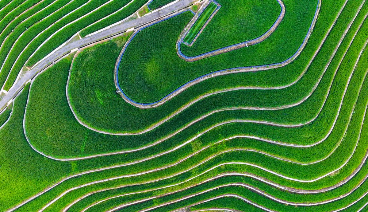 Hangzhou_CHINA's tweet photo. What's the secret to making these rice terraces curl around the hills, one loop after another? 🌾💚
📍 Qingxi village, Qiandaohu town, Chun'an county, Hangzhou
#chunan #hangzhou #chinatravel https://t.co/dfhKw2sa7J