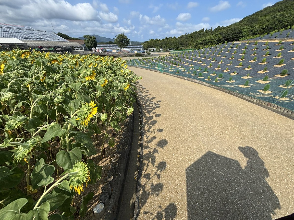 rdqovs's tweet photo. この夏はひまわり畑とグランピング行ってた🌻 https://t.co/Dii2AtVQhn
