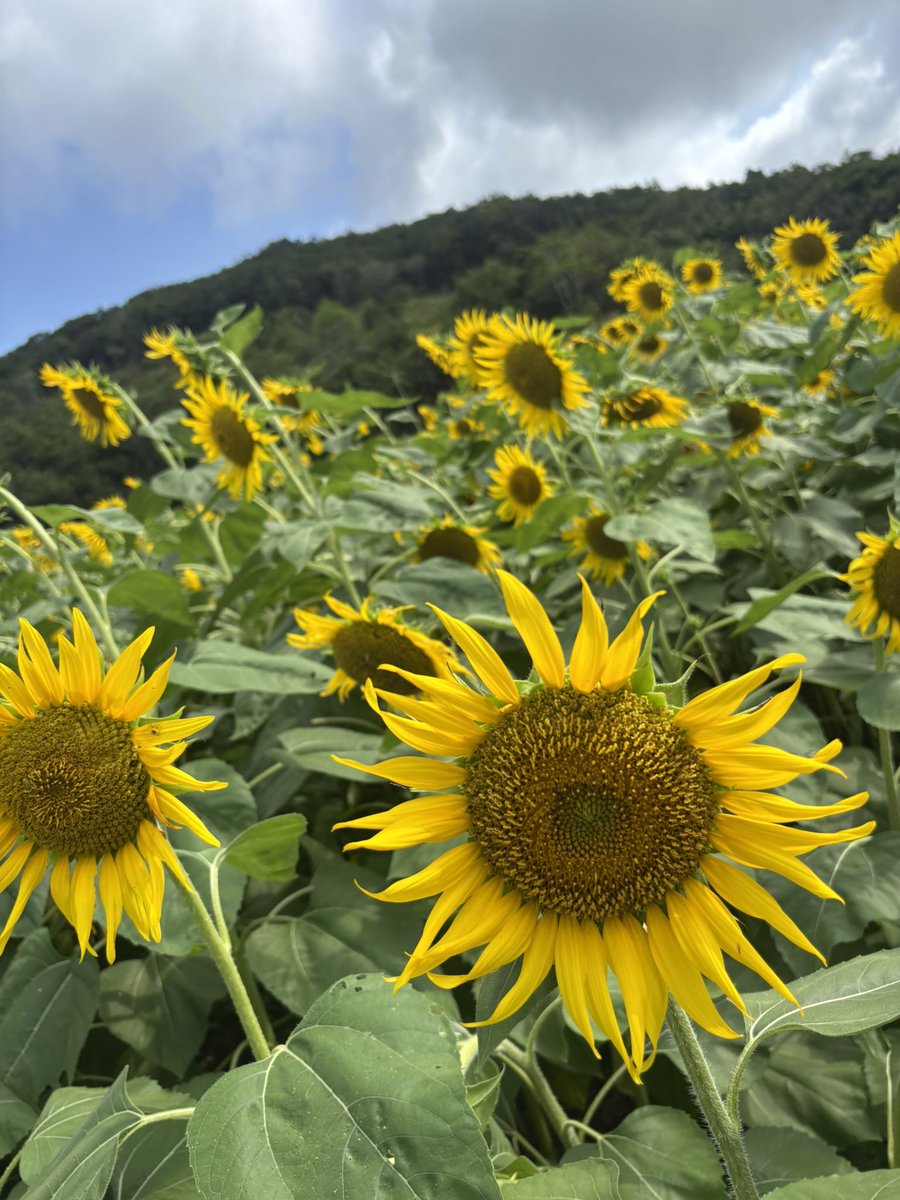 rdqovs's tweet photo. この夏はひまわり畑とグランピング行ってた🌻 https://t.co/Dii2AtVQhn