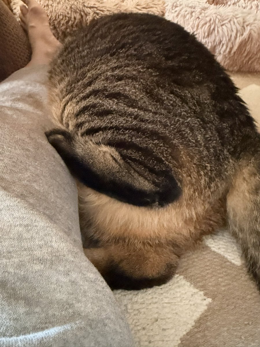iketeru_cats's tweet photo. わたしカービィと暮らしてるのかな？
#猫 #保護猫 #おれはあにき https://t.co/HCIpZGTbE9