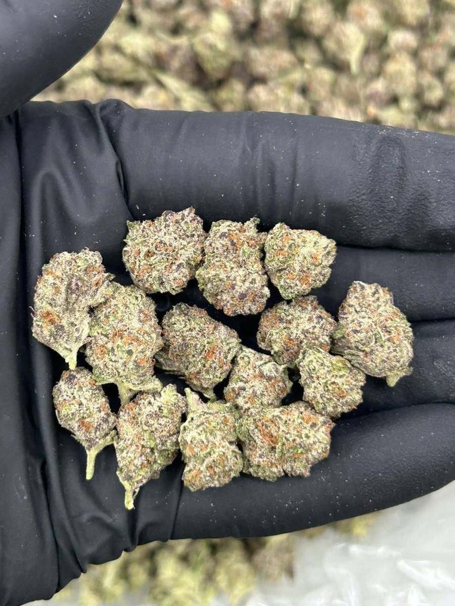 Stonersplug2's tweet photo. SAME DAY EXOTIC CANDY WEED DELIVERY REAL ZAZA Cali kush buds flower THC Vape Hash Kabul, Kandahar, Herat, Mazar-i-Sharif, Jalalabad
Tehran, Mashhad, Isfahan, Shiraz, Tabriz
Karachi, Lahore, Islamabad, Rawalpindi, Peshawar
New Delhi, Mumbai, Chennai
Beijing, Shanghai, Guangzhou https://t.co/OOGudCNiJf