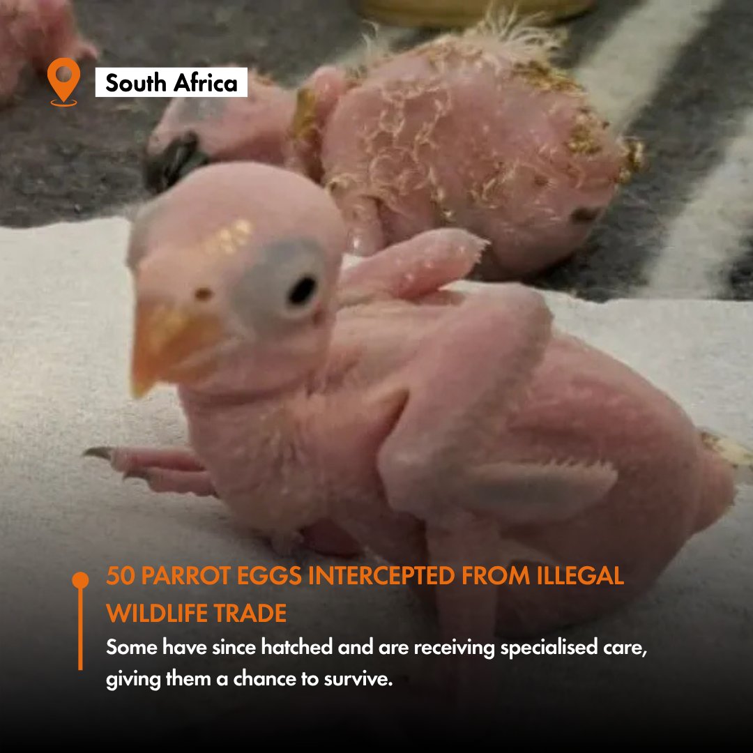 MoveTheWorldAF's tweet photo. 50 parrot eggs suspected to have been illegally trafficked were intercepted at OR Tambo International Airport. Some have since hatched and are receiving specialised care. 🦜

Wildlife trafficking is cruel and puts animals at risk.

📸 BBC

Read more in Thread https://t.co/kco5X6xKs1