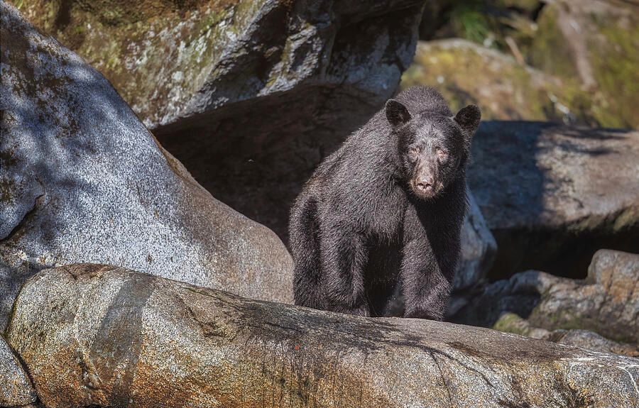 joancarroll's tweet photo. Black Bear in Rocky Habitat Alaska! https://t.co/xdn8SgPBzu #bear #blackbear #wrangell #alaska #wildlife #wildlifephotography #rocks #rocky #nature #animal #wilderness #FAArtist #buyart #HomeDecor #wallart #artforsale #artstore #travel #travelphotography #wallartforsale #giftideas @joancarroll