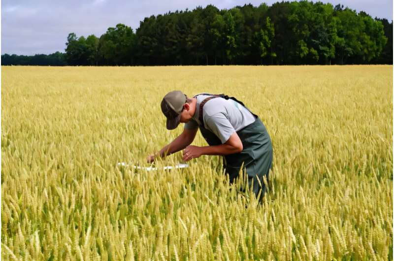 2026Adv12990's tweet photo. Using data to help wheat growers adapt to unpredictable weather read more: https://t.co/vWkJY2RNTr To Know More Information About Adv. PSPB 2027 Visit Our Website: https://t.co/GhkmIHgomg #agriculture #farming #farm #farmers https://t.co/5pcOOvtuDn