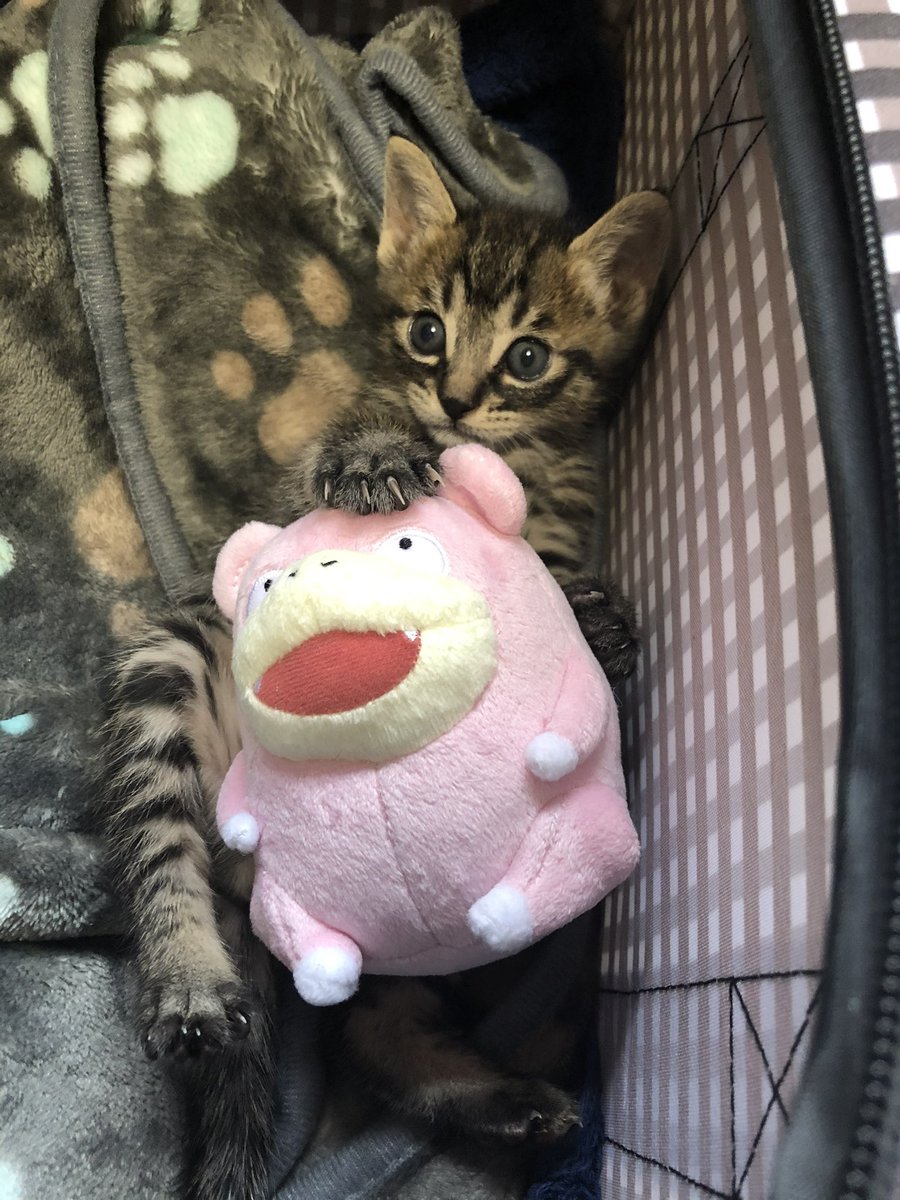 0R10_L10N's tweet photo. うちの子も「おてて大きいので5kgくらいになりますよ〜！」って獣医師さんに言われてた　8kgになった https://t.co/Tad76y0n6q