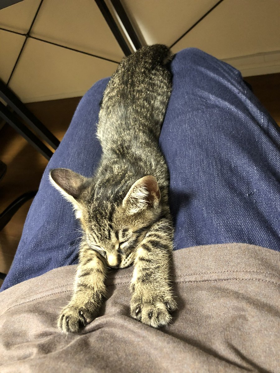 0R10_L10N's tweet photo. うちの子も「おてて大きいので5kgくらいになりますよ〜！」って獣医師さんに言われてた　8kgになった https://t.co/Tad76y0n6q
