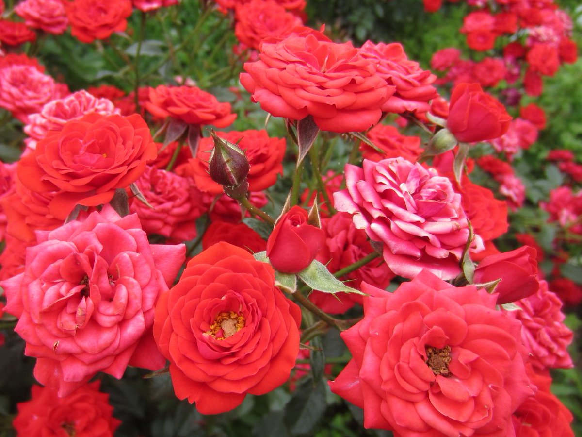 yumiko0330's tweet photo. 薔薇の呟きNO3897オレンジ ジェル・・・
華やか🌹艶やかで素敵です✨　＃薔薇 #写真好きな人と繋がりたい #ファインダー越しの私の世界  #TLを花でいっぱいにしよう https://t.co/deLsllcH2b