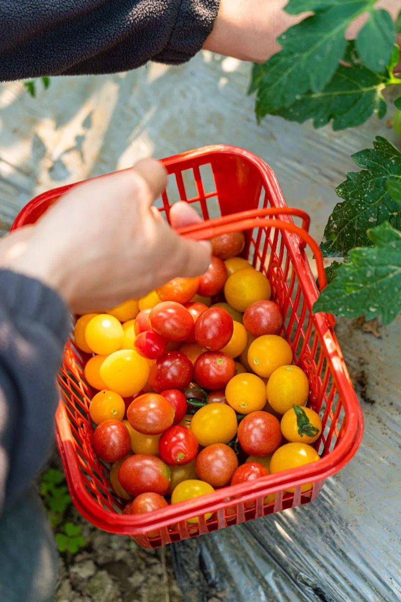 LanoyMelodie's tweet photo. Just tried the new organic cherry tomatoes from local farms—bursting with sweet juice, no weird aftertaste at all! Perfect for salads or snacking straight.  ， https://t.co/1nz2kPVMwS
