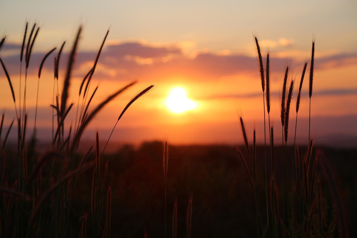 SheraBlinsflb's tweet photo. IJt’s titled "How Much Land Does a Man Need?" and its lesson hits harder today than ever:Iames Joyce called it "the greatest story in the literature of the world."
n 1886, Leo Tolstoy wrote a short story that ruthlessly exposes the trap of modern hustle culture. https://t.co/pbYzpRUFSI