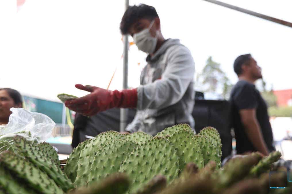 thandojo's tweet photo. #Nopal #Fair 2026 opens in #MexicoCity, brings together 140 producers to showcase and sell nopal and processed nopal products, as well as cultural and educational activities https://t.co/SB1F8oVqn5