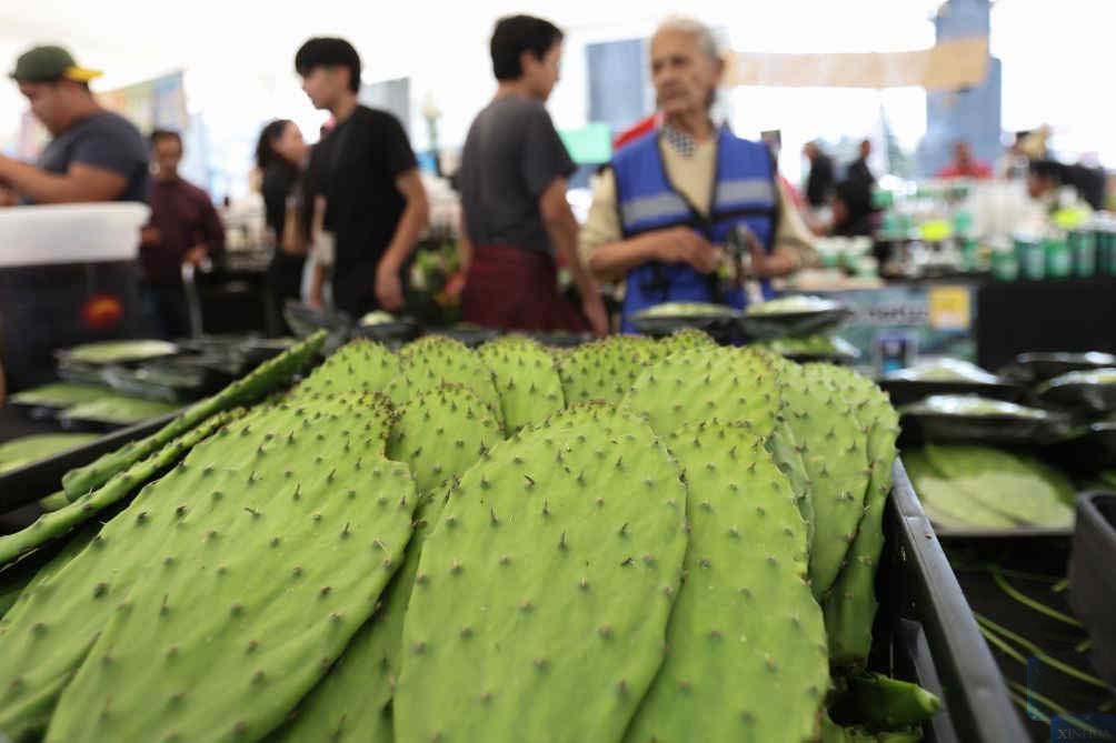 thandojo's tweet photo. #Nopal #Fair 2026 opens in #MexicoCity, brings together 140 producers to showcase and sell nopal and processed nopal products, as well as cultural and educational activities https://t.co/SB1F8oVqn5