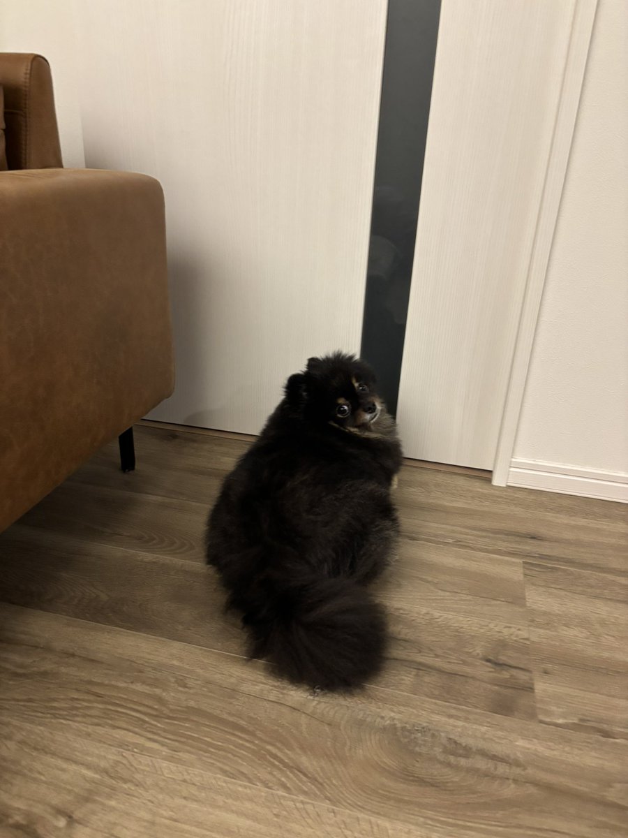 bear6u6's tweet photo. パパを待つもふもふさん🐾
#ポメラニアン https://t.co/yXMcG64wFP
