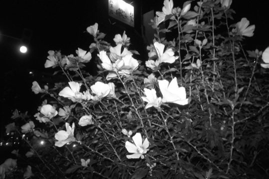 gardenclogs's tweet photo. 今日のRewindpix撮れ高です https://t.co/4wy1aZChBw