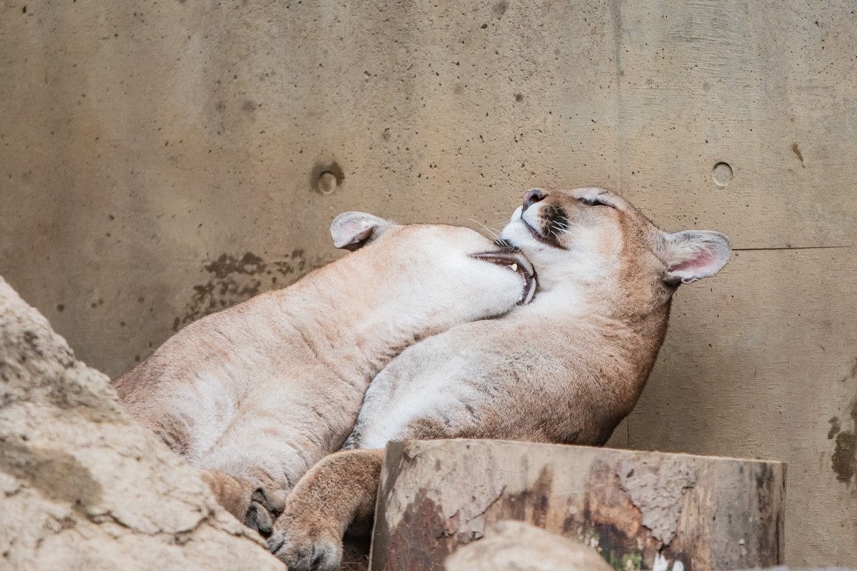 C_Showji's tweet photo. キミたち本当に仲良しだよねぇ…ω
（2026.08.30 盛岡市動物公園ZOOMO ピューマ ①(ツィー＆)シェダル＆キャフ ②ツィー＆シェダル） https://t.co/V489xTdbA7