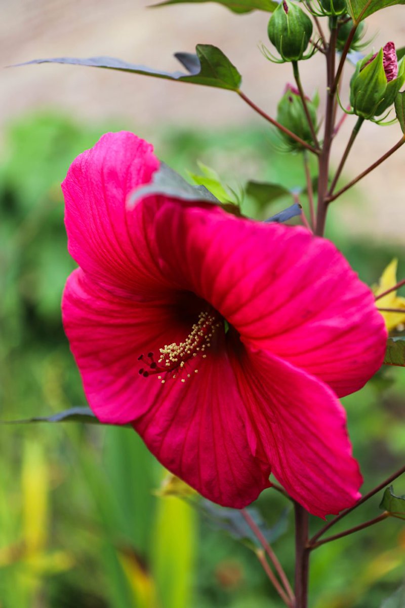 VieNatureSavoir's tweet photo. L’hibiscus des marais est une herbacée vivace à souche ligneuse, cette variété est grande (1m70 de haut pour 1m20 de largeur) . Ses tiges droites se dressent pour former un buisson. Il est originaire des marais du sud des Etats Unis.🌹😍 https://t.co/0G06bhZ8EF