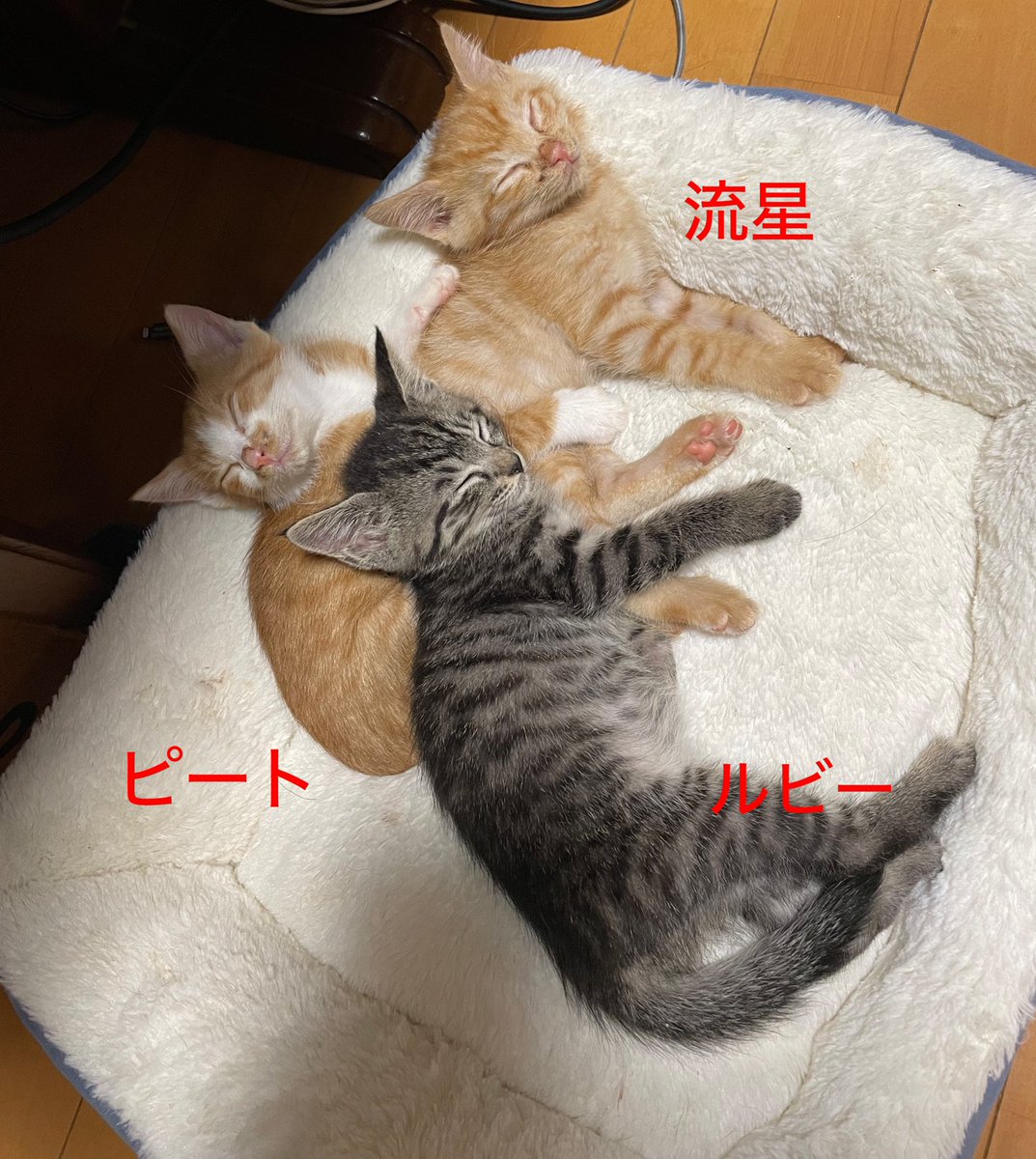ogroger's tweet photo. 顔が汚れているのは離乳食に顔を突っ込んで食べているからです〜。流星君はお友達のお家に行きます。
うちの子はピートとルビーです。ピートはのんびり屋さんで、ルビーは元気いっぱいな子、流星はおしゃべりでワンパク。
お墓に段ボールに入れられて捨てられていたそうです。元気に大きくなーれ。 https://t.co/kQ91q9Bnue