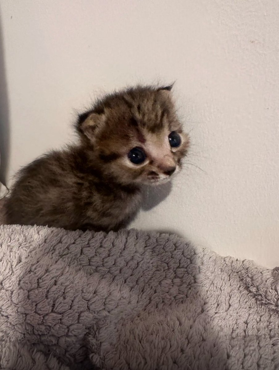 culKitten's tweet photo. https://t.co/GdpRXt6nuo