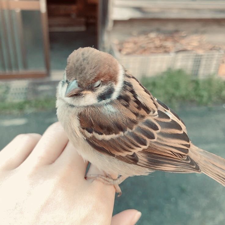 moiraegyo's tweet photo. first  4  pins  opening  pinterest  𐔌՞ ܸ.ˬ.ܸ՞𐦯 https://t.co/478pnTCVZW