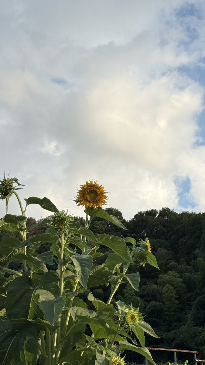 pmam_05's tweet photo. #FANTASTICS
#SUNFLOWER
#僕たちのサンフラワー https://t.co/qOAuwflpSH