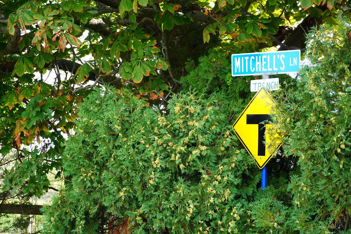 Middletown411's tweet photo. Jepson and Mitchells lanes are getting redone this fall, part of continuing road maintenance and improvement work by #MiddletownRI. Every year, our town invests at least $650,000 in road projects across the community for a smoother, safer ride for all. https://t.co/aU8GsY9hBg https://t.co/U03kVG64P0
