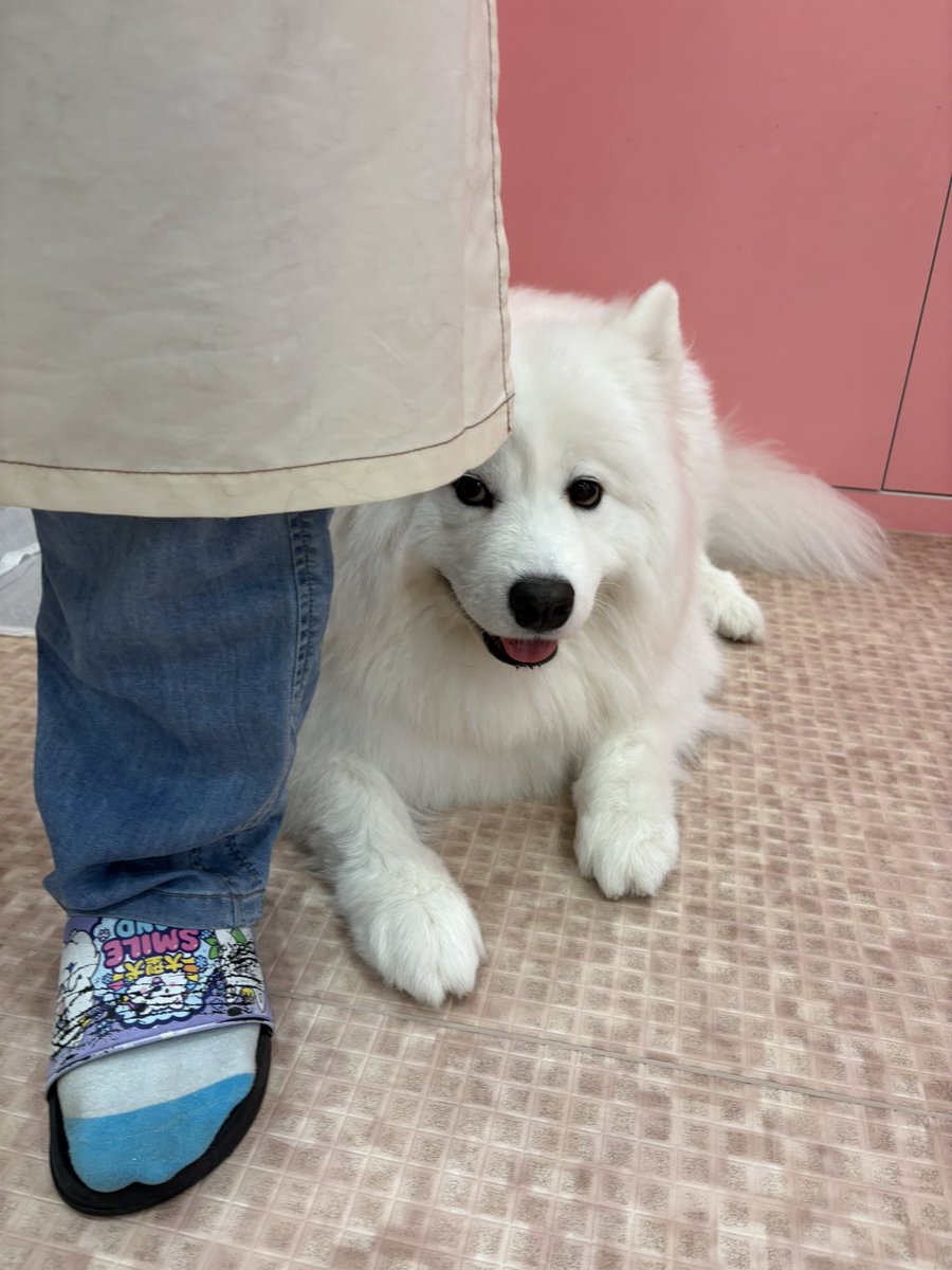 samoyedsmile1's tweet photo. かくれるのき😳 https://t.co/7d0n1fLICS
