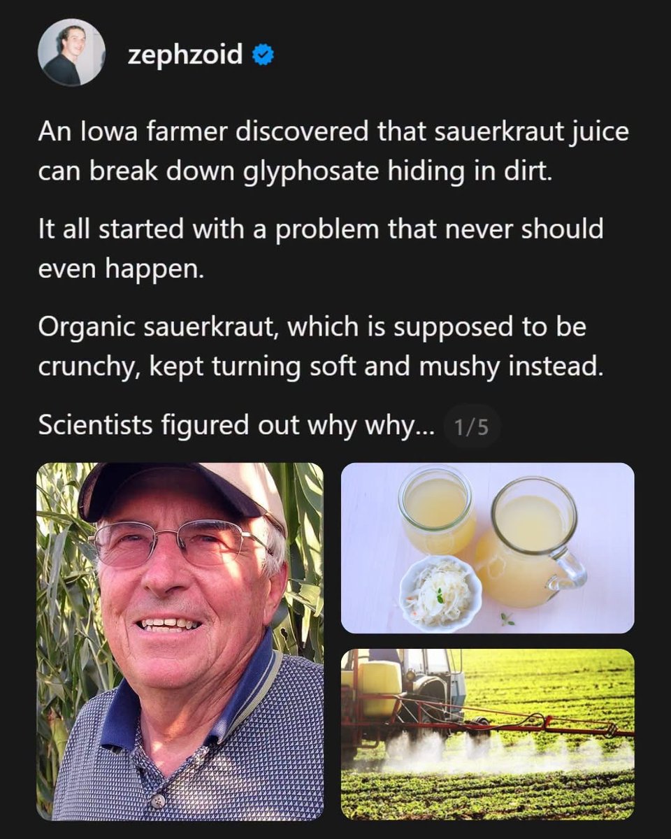 BabyD1111229's tweet photo. An Iowa farmer just revealed that sauerkraut juice can break down glyphosate hiding in dirt.

This all started with a problem that should never even happen. 

Organic sauerkraut, which is supposed to be crunchy, kept turning soft and mushy instead…

Two researchers figured out the cabbage was getting fertilizer made from chicken and turkey poop.

Those animals had eaten glyphosate treated feed, and traces of the chemical ended up in their manure.

Glyphosate grabs onto important minerals like iron and zinc, so the cabbage plant couldn’t get the nutrients it needed to grow strong, crunchy cell walls.

That’s the part that should surprise you.

Even food labeled organic can get exposed to glyphosate without anyone realizing it.

Then the scientists took the leftover juice from making sauerkraut, full of a helpful bacteria, and poured it onto glyphosate contaminated soil.

The juice broke down 80 to 90 percent of the glyphosate in just 6 to 7 months, and the corn grown there afterward actually grew better too.

A farmer named Michael McNeill confirmed it actually works. 

This is an awesome finding, especially when the reality is most farmers in this country are trapped in cycles of dependency, with glyphosate at the forefront of commodity crop production.

Luckily, there are plenty of farmers out there going completely chemical free, and you might be surprised how many you can find near you using the Localize app.

 ✨ Wait until they find out vinegar with salt and couple drops of dawn will do to the chemtrails 😉🤭