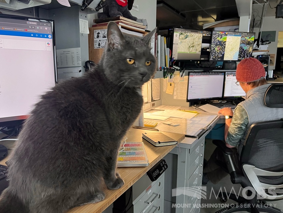 MWObs's tweet photo. If you've noticed our weather purr-dictions have been even better recently, it's because Nimbus has been giving our weather observers lots of extra help with their forecasts this shift! https://t.co/g5H3p5AjPd
