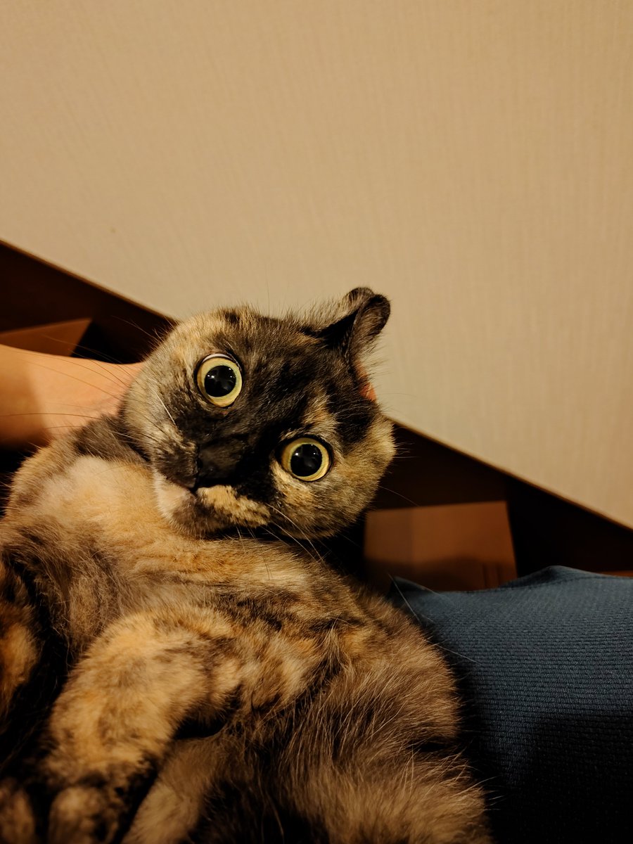 kawaii_nekoniko's tweet photo. #31日はサビ猫の日 https://t.co/IWr77Gctkp
