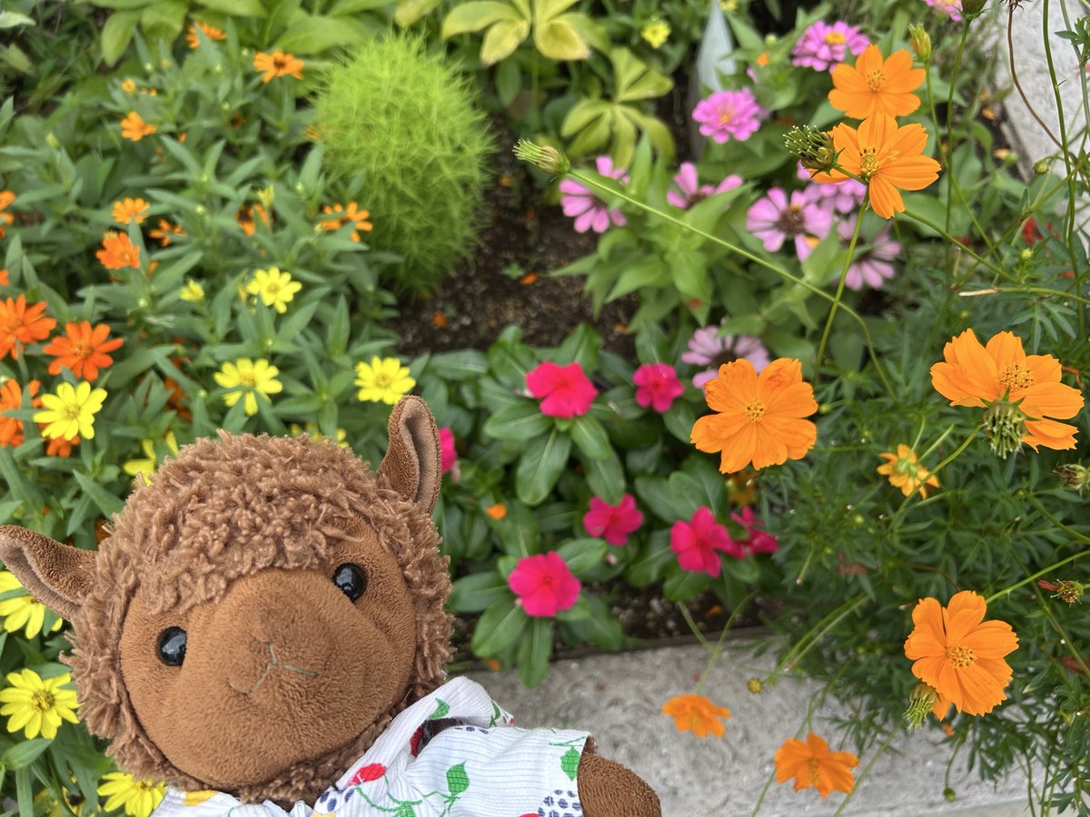 pue_pue_puee's tweet photo. おはな、たくさんぷぇ！ https://t.co/blY9gpE2JQ