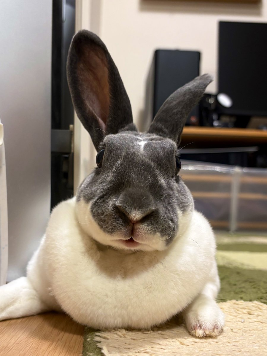 utmnk_pyp's tweet photo. 毎日1時間近く抱っこ🫶🐰🩶 https://t.co/Vrj8CdWBJm