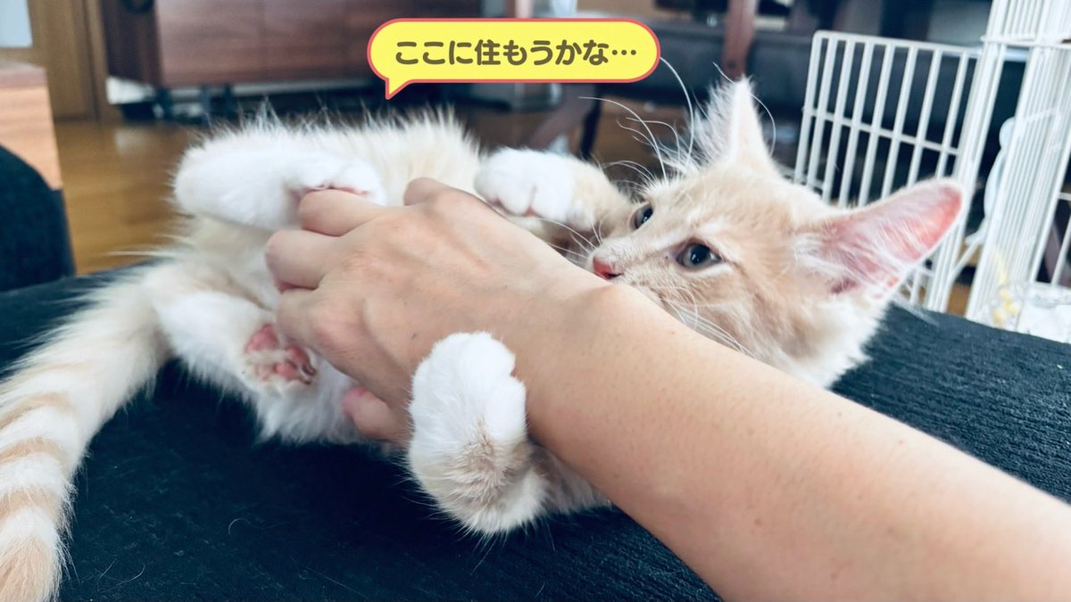 numorun's tweet photo. https://t.co/z1D97DvcGD