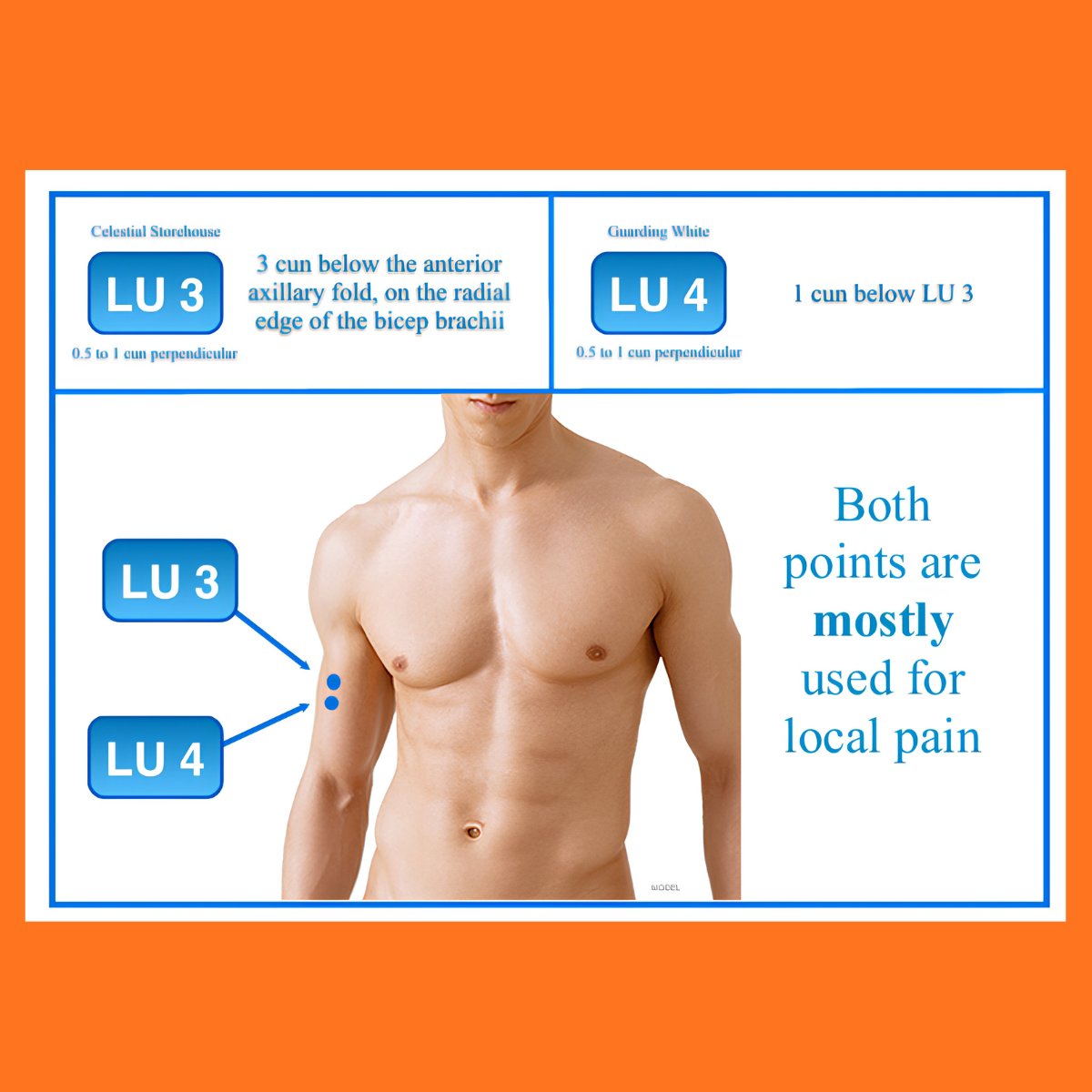 AcuProAcademy's tweet photo. LU3 &amp; LU4: Local points for upper-arm pain, located below the anterior axillary fold on the radial edge of biceps. 

🌱 If you enjoyed my graphics, check out my illustrated guide for acupuncture points here:
👉 https://t.co/ertuobmhO6

#Acupuncture #TCM #AcupunturePoints https://t.co/wZxoQf87eb